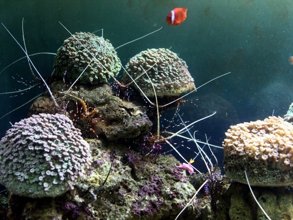 ប្រកាសយុទ្ធសាស្ត្រធ្វើអាជីវកម្មប្រើប្រាស់ធនធានសមុទ្រដល់ឆ្នាំ២០២០